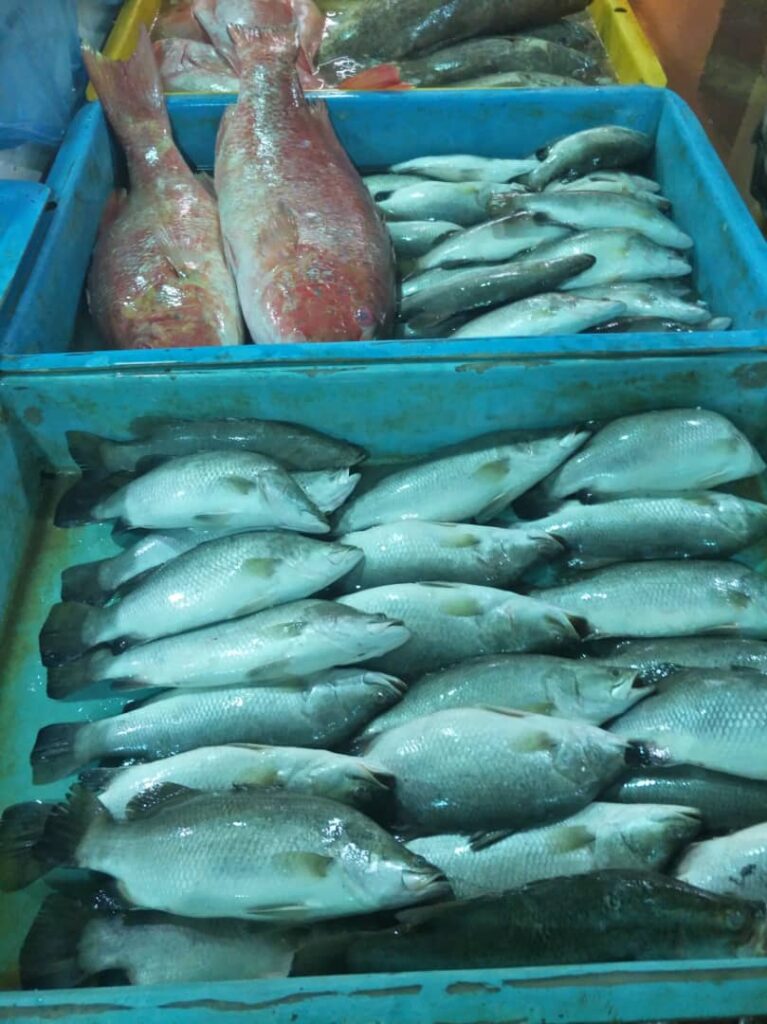 Pembekal Ikan Segar Riffiniaga