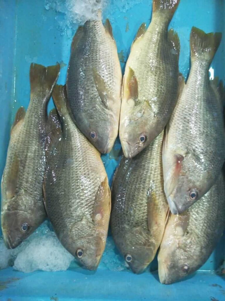 Pembekal Ikan Segar Riffiniaga